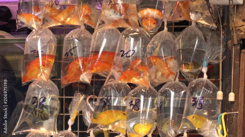 HONG KONG - CIRCA APRIL 2018 : GOLDFISH sold at the street shop in MONG KOK area. HONG KONG - CIRCA APRIL 2018 : GOLDFISH sold at the street shop in MONG KOK area.