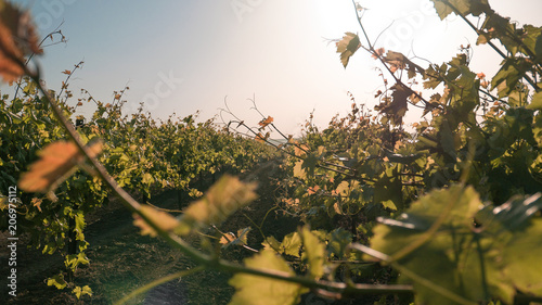 vineyards and a vine at sunset
