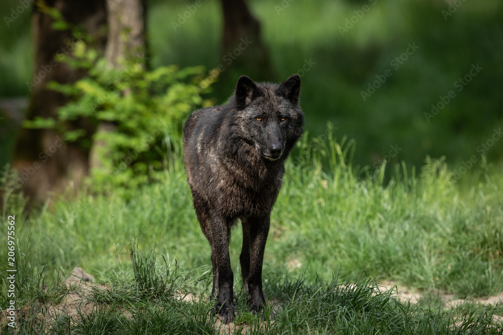 Black Wolf Animal