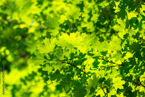 Green nature background with maple leaves