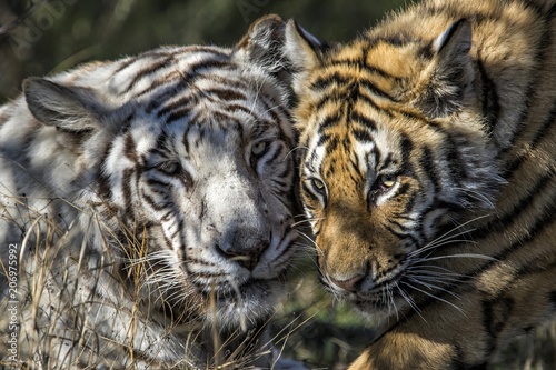 Female white tiger with yellow cub in Tiger Canyons Game Reserve in South Africa