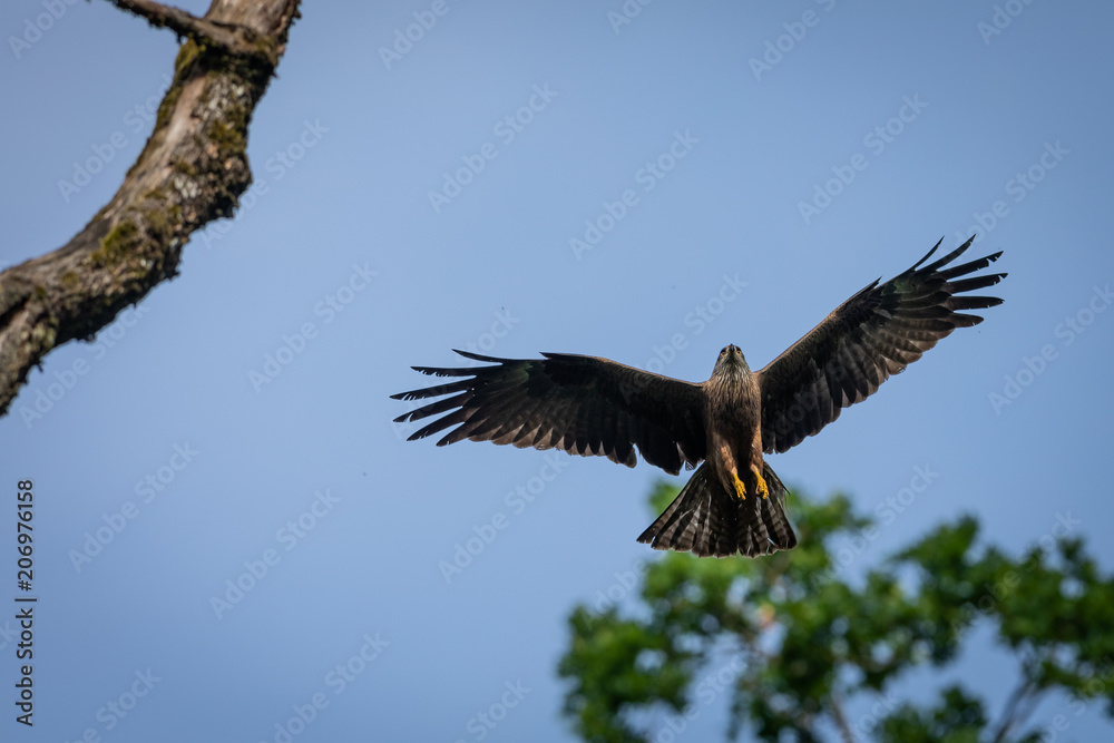 Obraz premium Black eared Kite Bird Animal