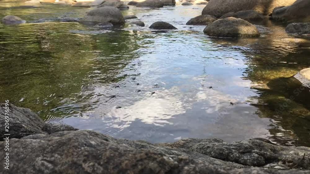 Timelapse of Water Striders or Pond Skaters (Gerris Lacustris) on stream Timelapse of Water Striders or Pond Skaters (Gerris Lacustris) on stream