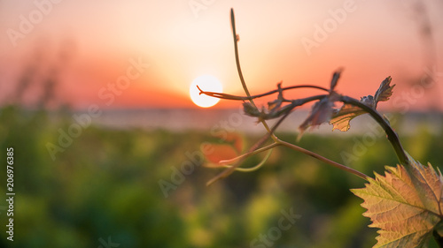 vineyards and a vine at sunset
