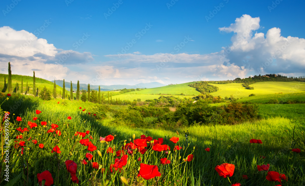 Fototapeta premium sztuka włochy krajobraz wsi z czerwonych kwiatów maku i cyprysów na górskiej ścieżce