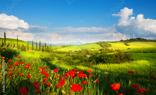 Fototapeta sztuka włochy wiejski krajobraz z czerwonymi kwiatami maku i cyprysami na górskiej ścieżce