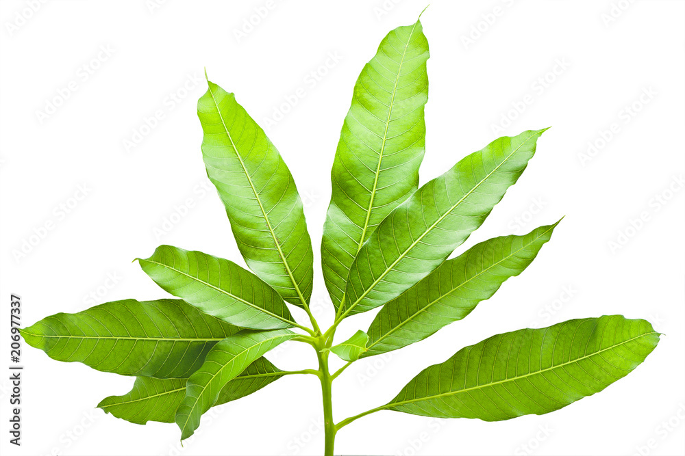 Fototapeta premium green tropical leaf mango tree from nature isolated,mango leaves