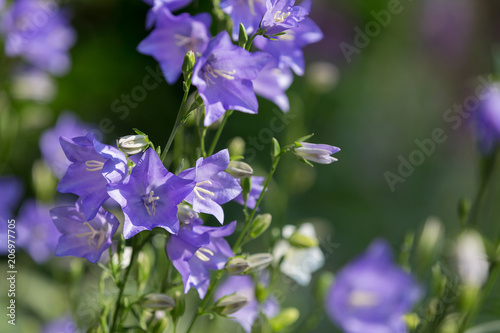Fototapeta Naklejka Na Ścianę i Meble -  Glockenblume