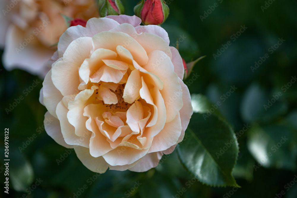 Obraz premium Blühende Rose
