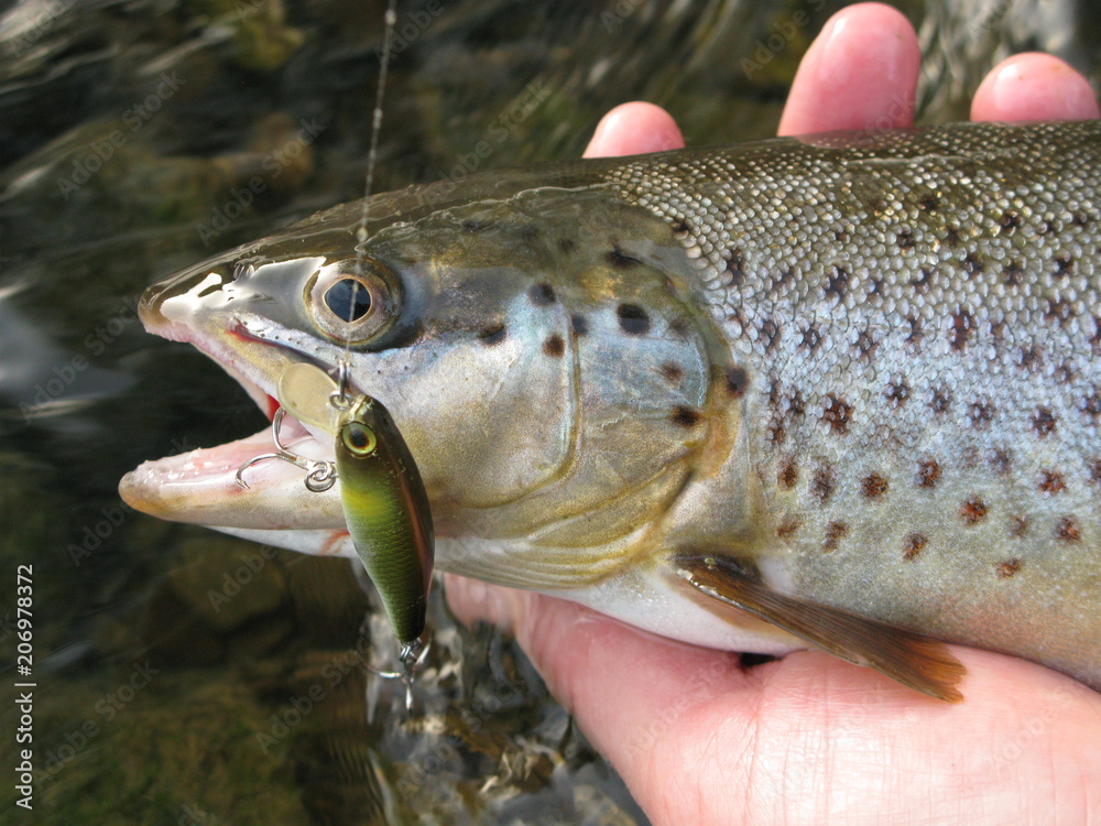 Trout lure fishing Trout lure fishing