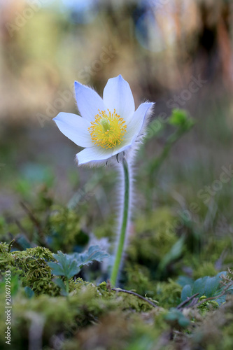 sasanka wiosenna ( Pulsatilla vernalis )