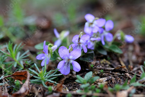 fiołek pagórkowy Viola collina