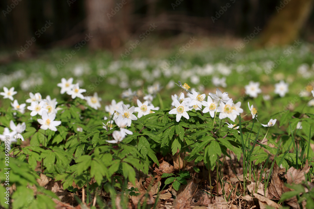 zawilec gajowy Anemone nemorosa w Puszczy Białowieskiej Stock Photo ...