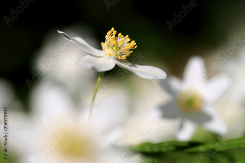 Anemone nemorosa zawilec gajowy w Puszczy Bia  owieskiej