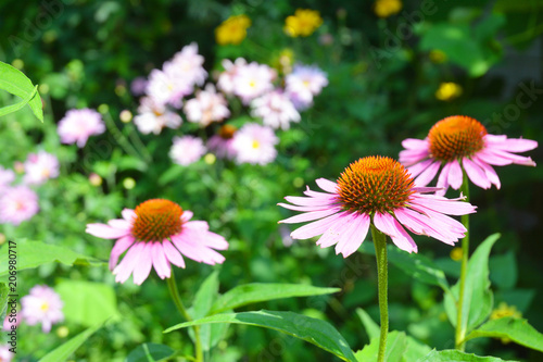 Echinacea purpurea flowers on the garden flower bed.