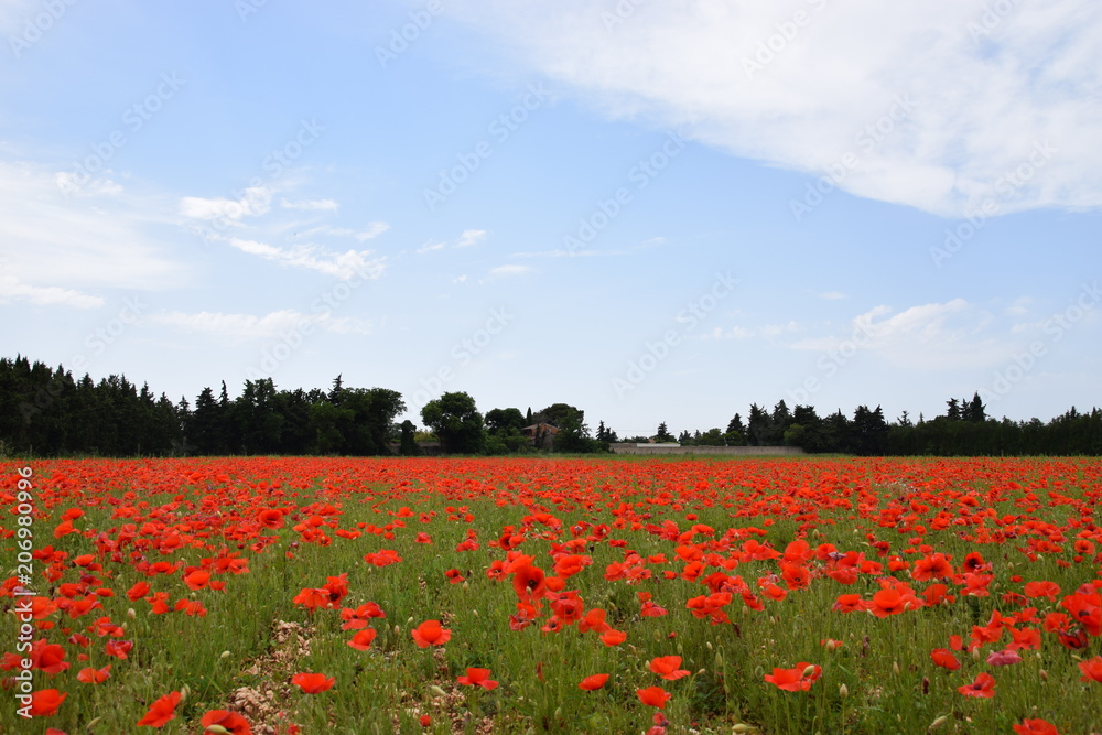 coquelicots, Carpentras coquelicots, Carpentras