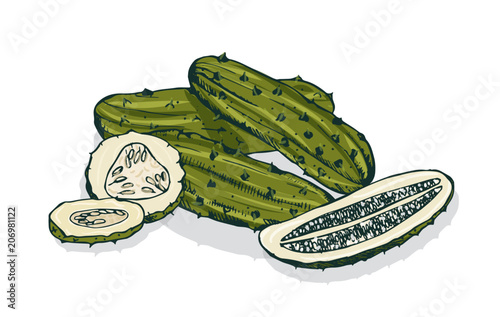 Elegant detailed drawing of whole and cut pickles or pickled cucumbers