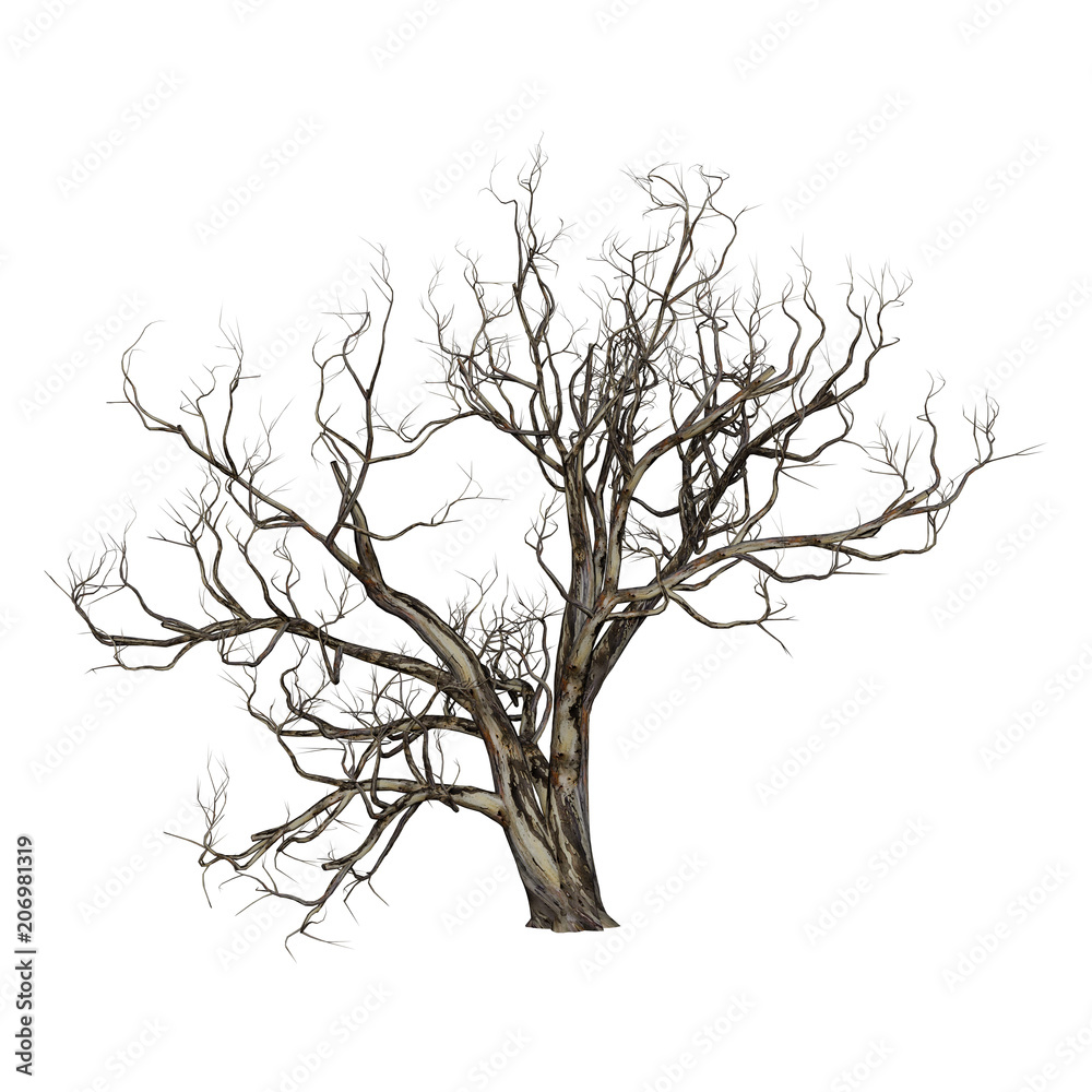 3D Rendering Red Gum Tree on White 3D Rendering Red Gum Tree on White