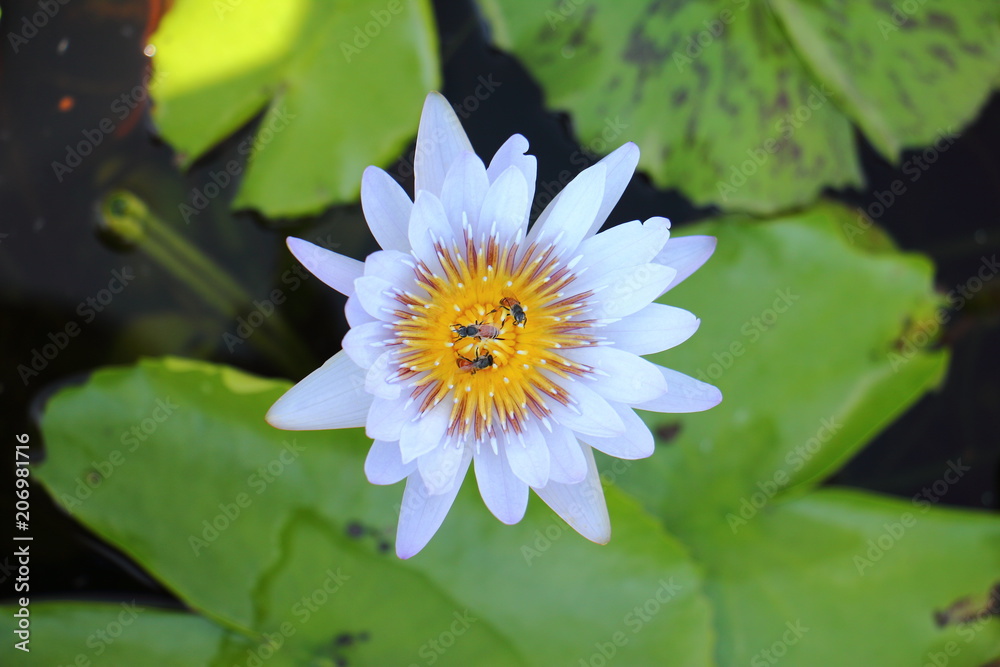 Macro photo of lotus flower with bees it may be designs to your design graphic Macro photo of lotus flower with bees it may be designs to your design graphic