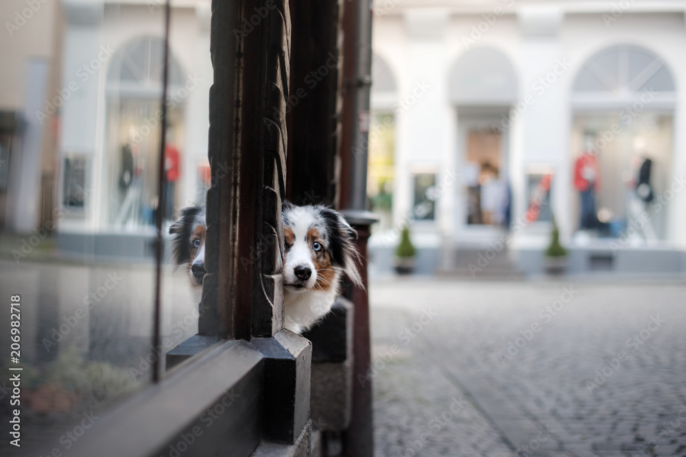 Obedient dog on the street, Europe, old city. Australian Shepherd