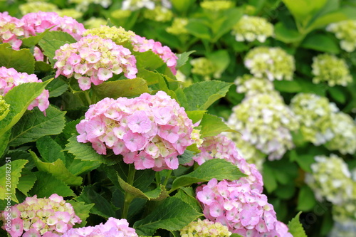 紫陽花