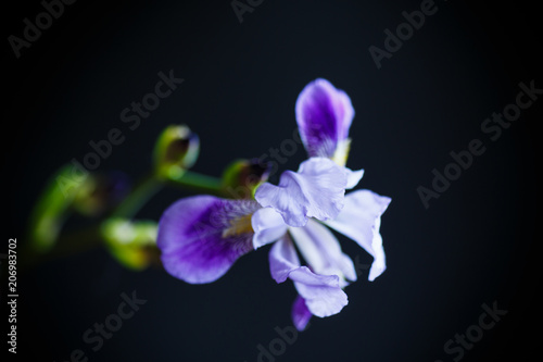 beautiful violet iris flower