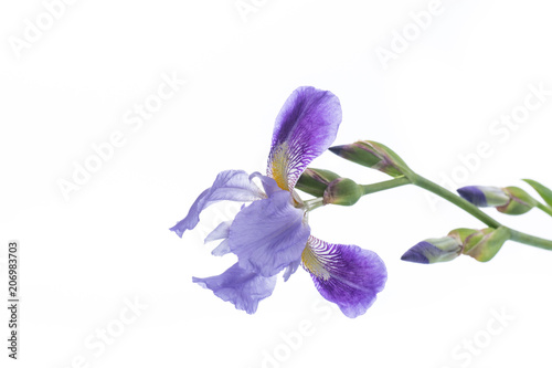 Fototapeta Naklejka Na Ścianę i Meble -  beautiful violet iris flower