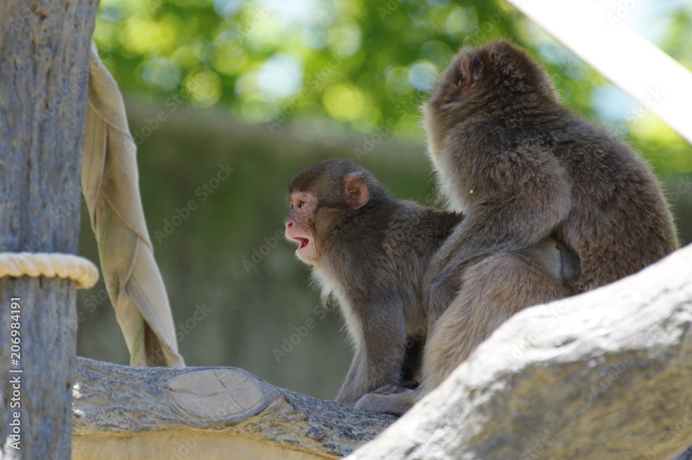 Naklejka premium ニホンザルの親子