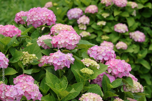 紫陽花