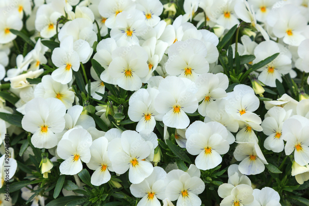 Viola is beautiful flower and bright colorful in summer. Viola is beautiful flower and bright colorful in summer.