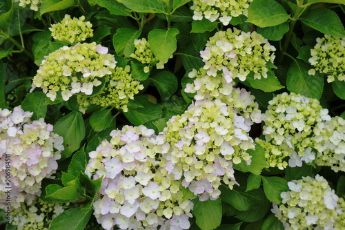 紫陽花