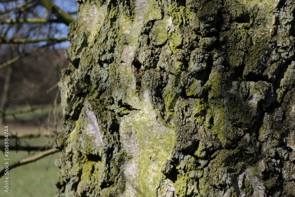 Baumrinde, grün, Narben 