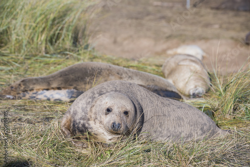 Donna Nook, Lincolnshire, UK – Nov 16: Grey seals come ashore for birthing season lie in the sand dunes on 16 Nov 2016 at Donna Nook Seal Sanctuary
