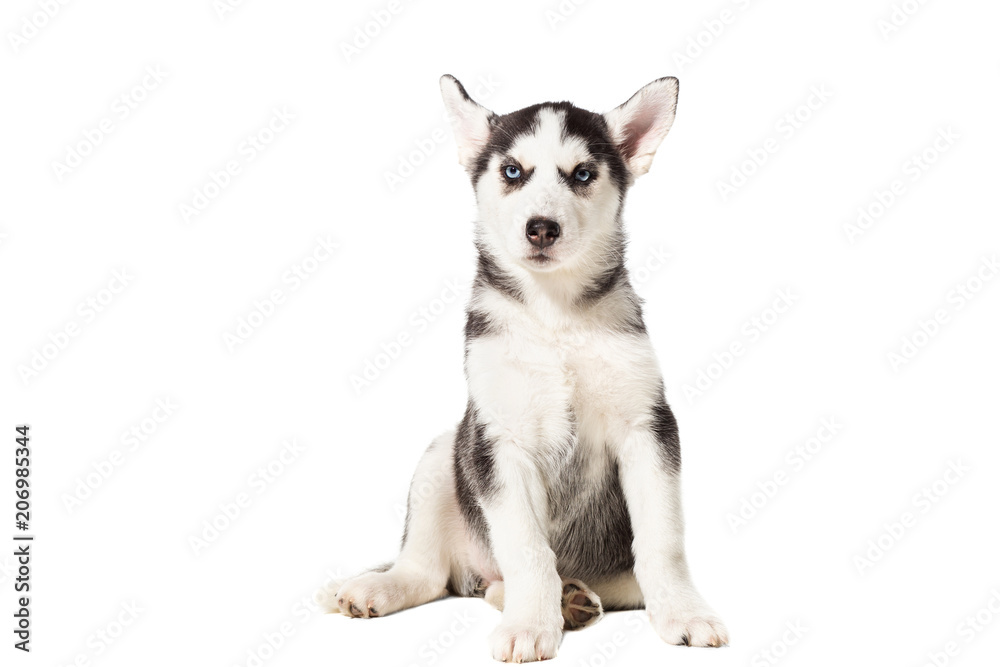 Puppy Siberian husky black and white with blue eyes on white background