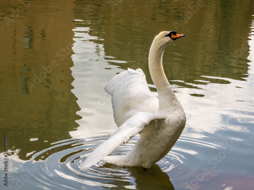 Cigno con ali dispiegate