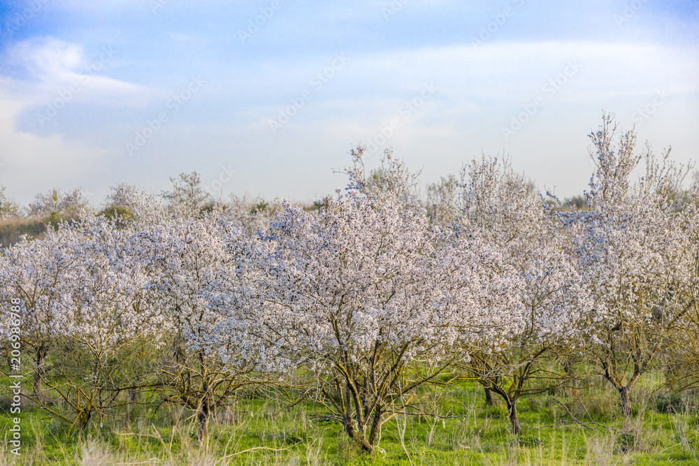 Almond trees grove in full bloom with white flowers with green lush grass and blue sky Almond trees grove in full bloom with white flowers with green lush grass and blue sky