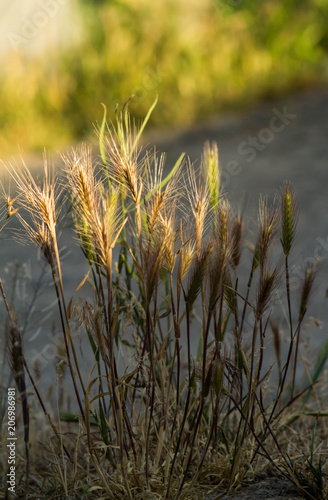 Fototapeta Naklejka Na Ścianę i Meble -  Spikelets of young wheat close-up. ears of green unripe wheat