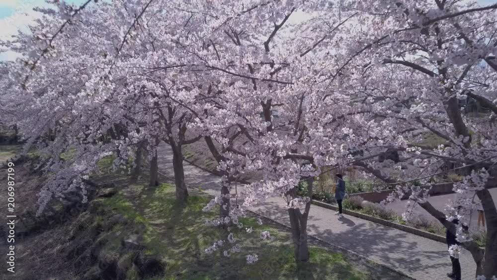 Pull back through beautiful sakura trees in kawaguchiko, fuji five lakes in japan. Pull back through beautiful sakura trees in kawaguchiko, fuji five lakes in japan.