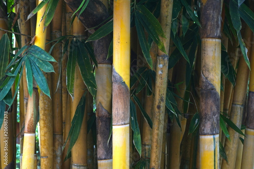 Wallpaper Mural Bamboo, bamboo leavesBuild houses, appliances and food. Torontodigital.ca