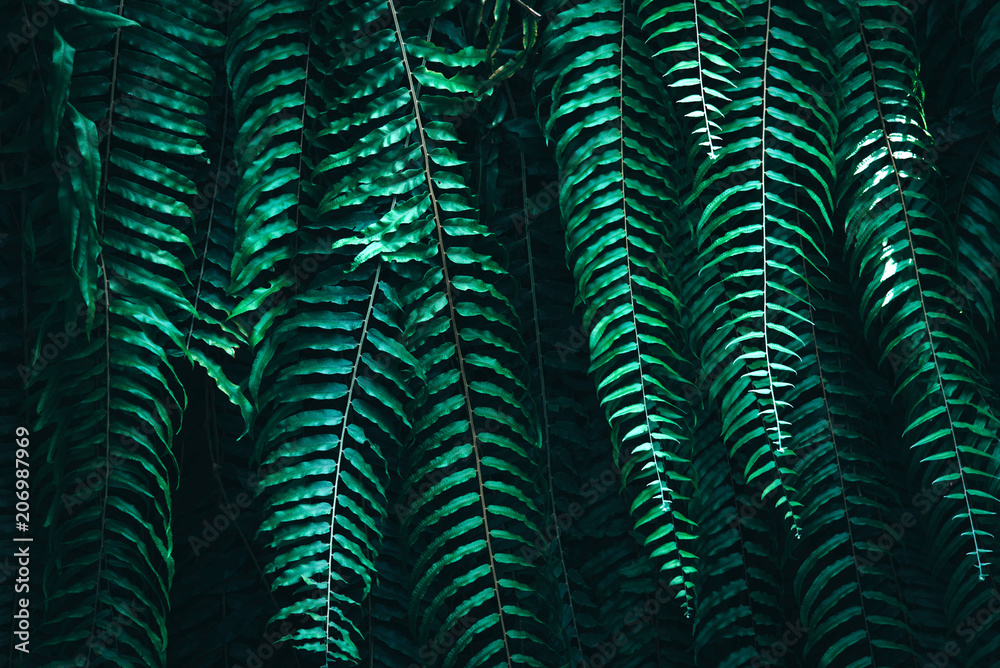 Tropical green leaves on dark background.