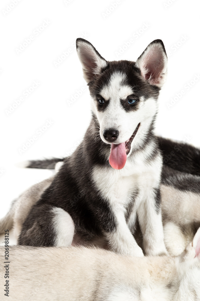 Cute Siberian husky puppies on white background.