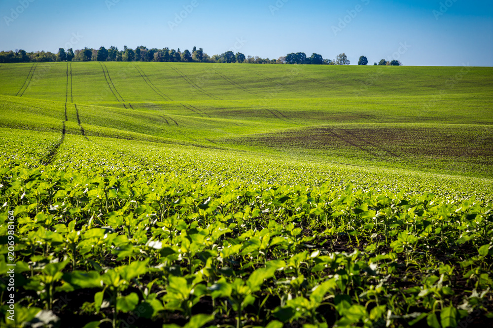 field with young green sunflower sprouts