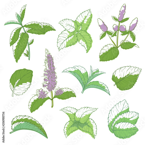 Mint leaf hand drawn set
