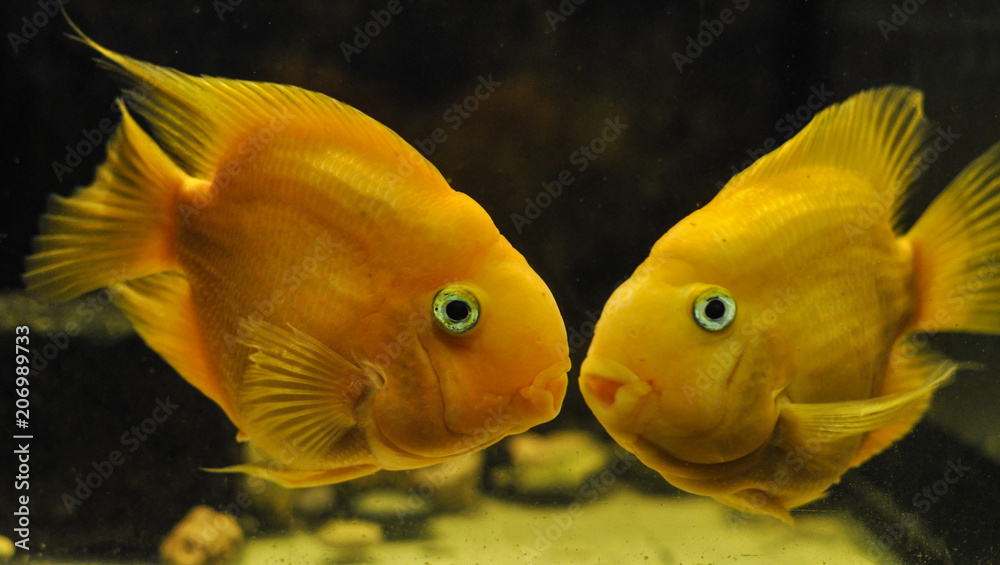 Yellow parrot fish in freshwater aquarium Yellow parrot fish in freshwater aquarium