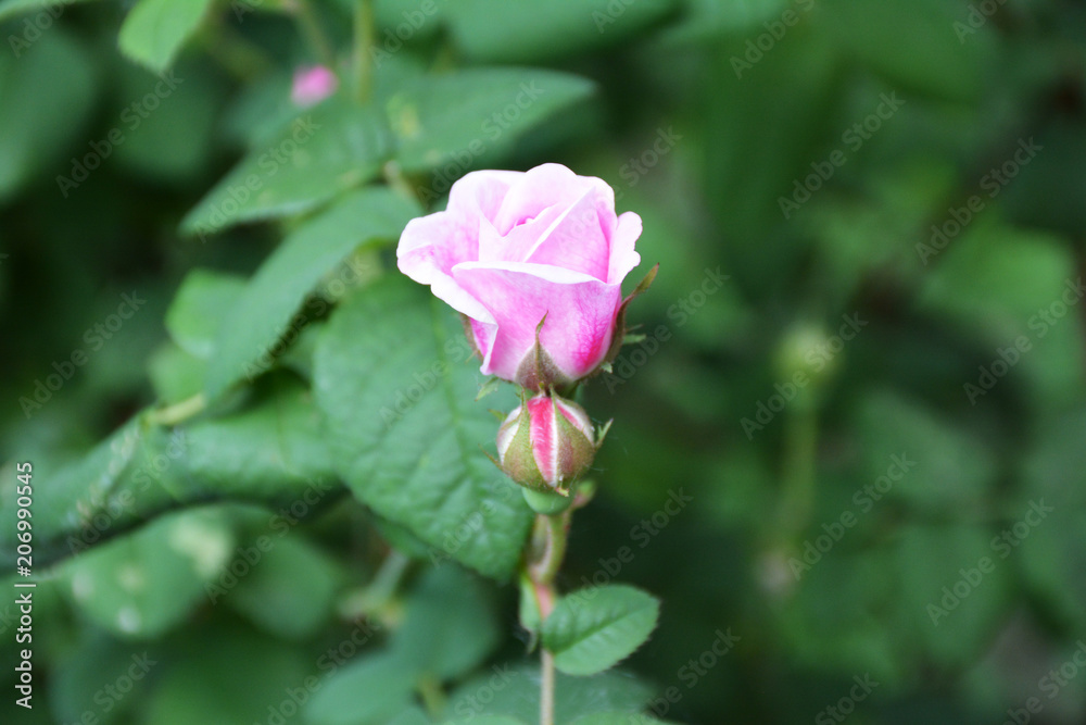 Pink rose on green background