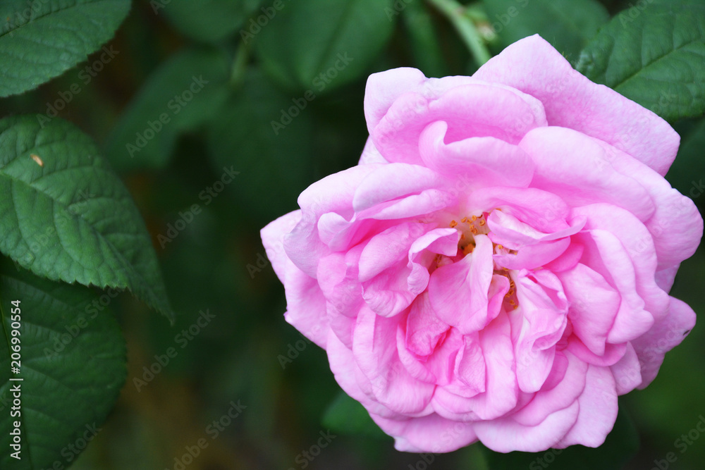 Pink rose on green background