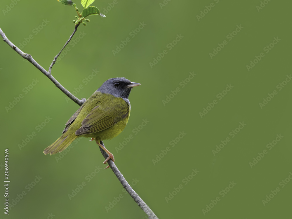 Fototapeta premium Mourning Warbler in Spring