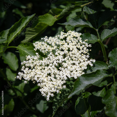 Elderberry in Holland photo