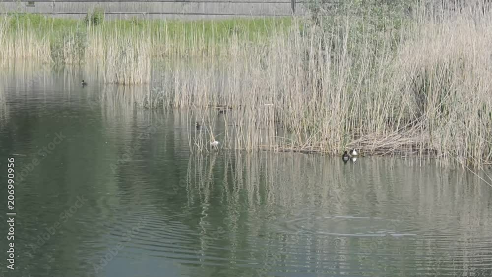 svassi svassi