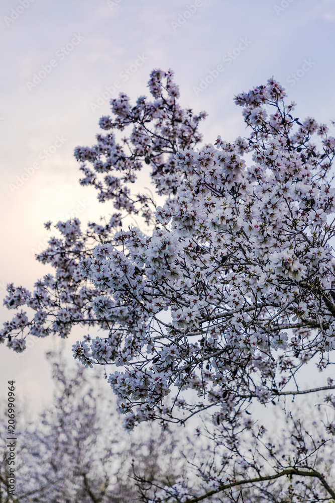 Big almond tree branch in full bloom with white flowers with sunset cloud and grove at background in blue purple tones vertical Big almond tree branch in full bloom with white flowers with sunset cloud and grove at background in blue purple tones vertical